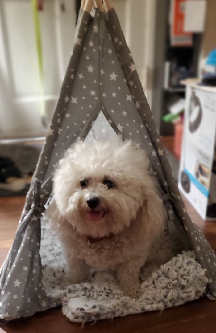 The pet teepee was 1/2 price at Aldi.  I really don't have room for this but Emma models so cute!