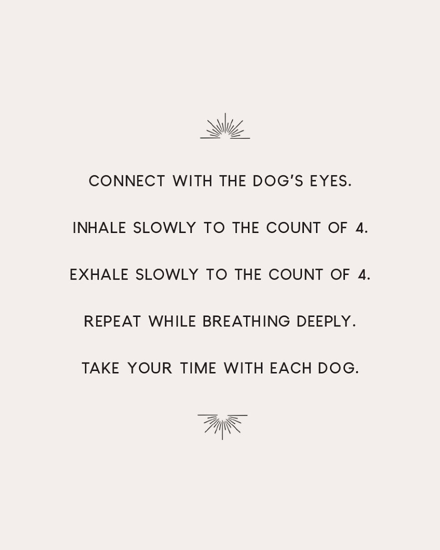 I Took Photos Of Dogs That Can Help You Slow Down, Breathe, And Feel Better. I Took Photos Of Dogs That Can Help You Slow Down, Breathe, And Feel Better.