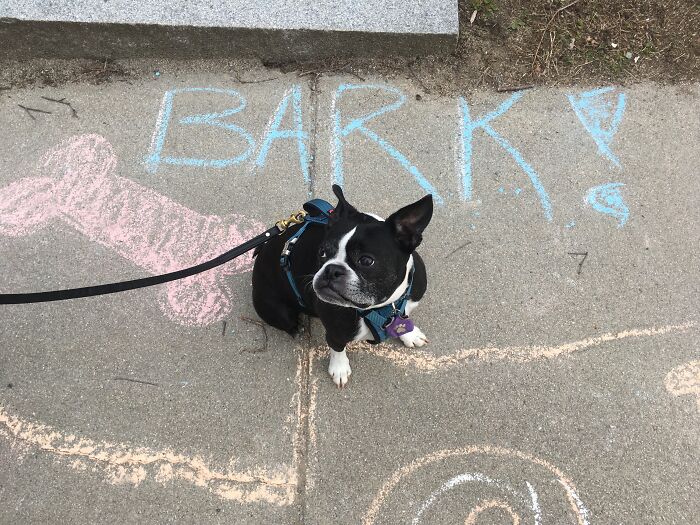 That Time We Found Dog Graffiti And Henry Sat On It