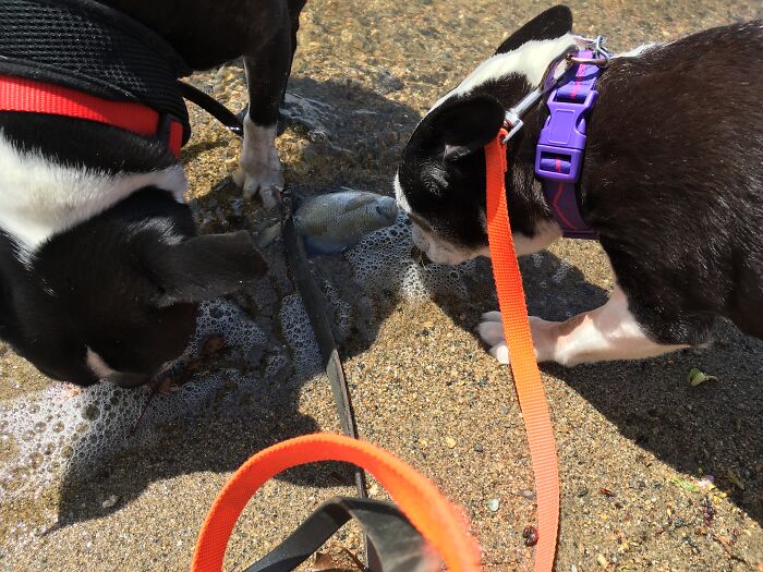 Stitches: "Enchantée, Dead Fish. Enchantée