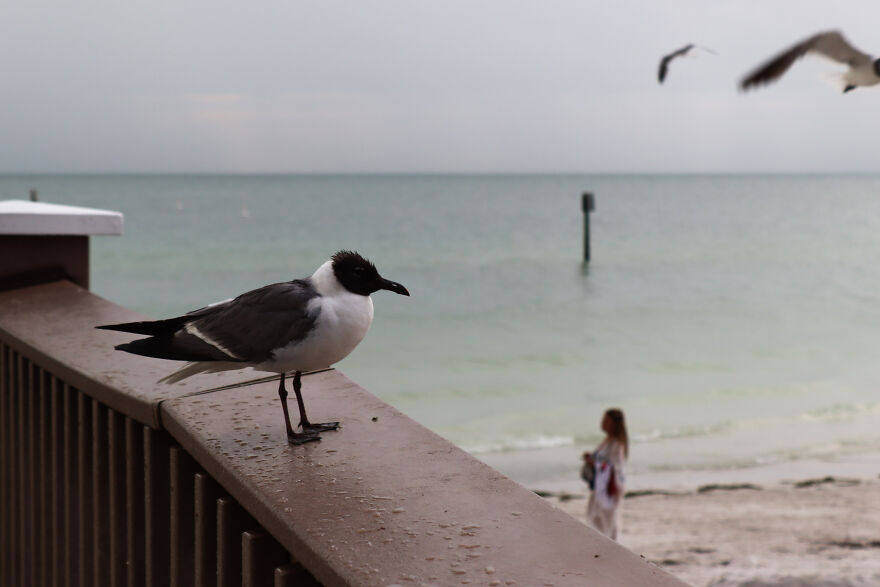 My Lovely Seagull Friend