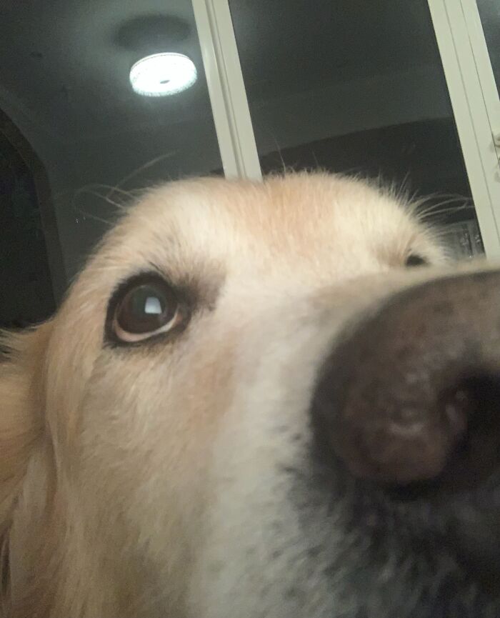 Tried To Take A Pic Of My Dog But He Booped The Camera