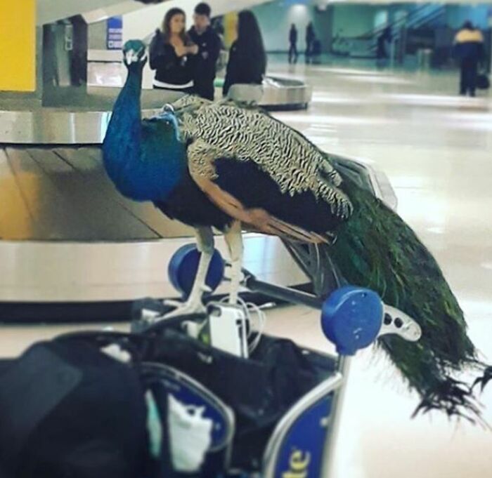 Emotional Support Peacock (You Be The Judge)