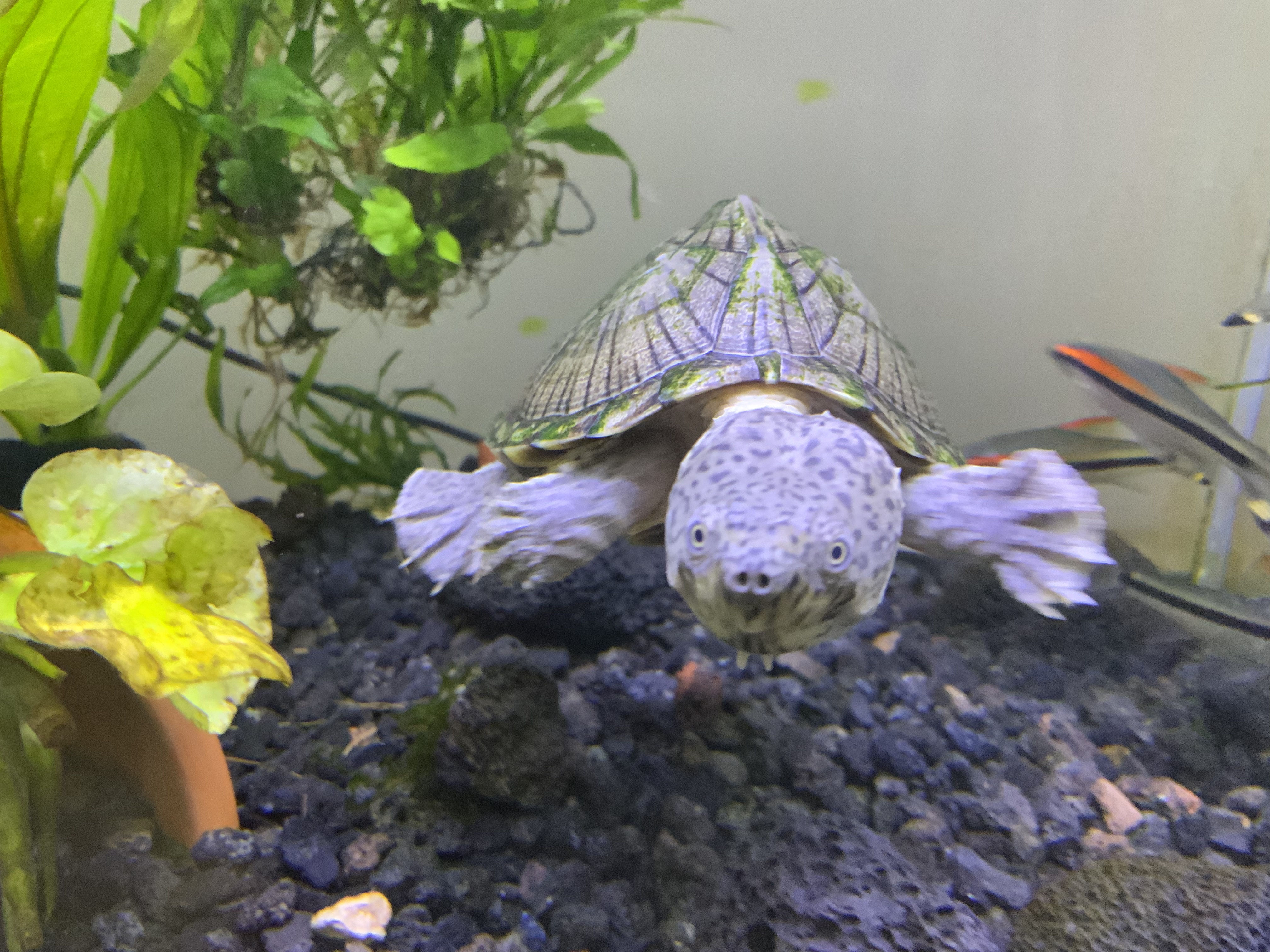 Hey Pandas, Post Pictures Of Your Exotic Pet!