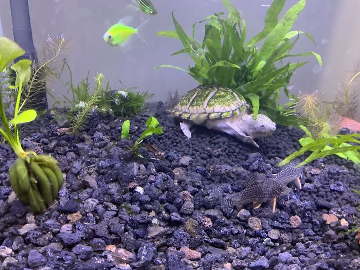 My Razor-Backed Musk Turtles, Alice And Arthur