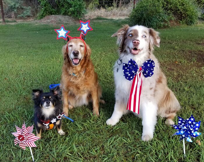 Patriotic Pups