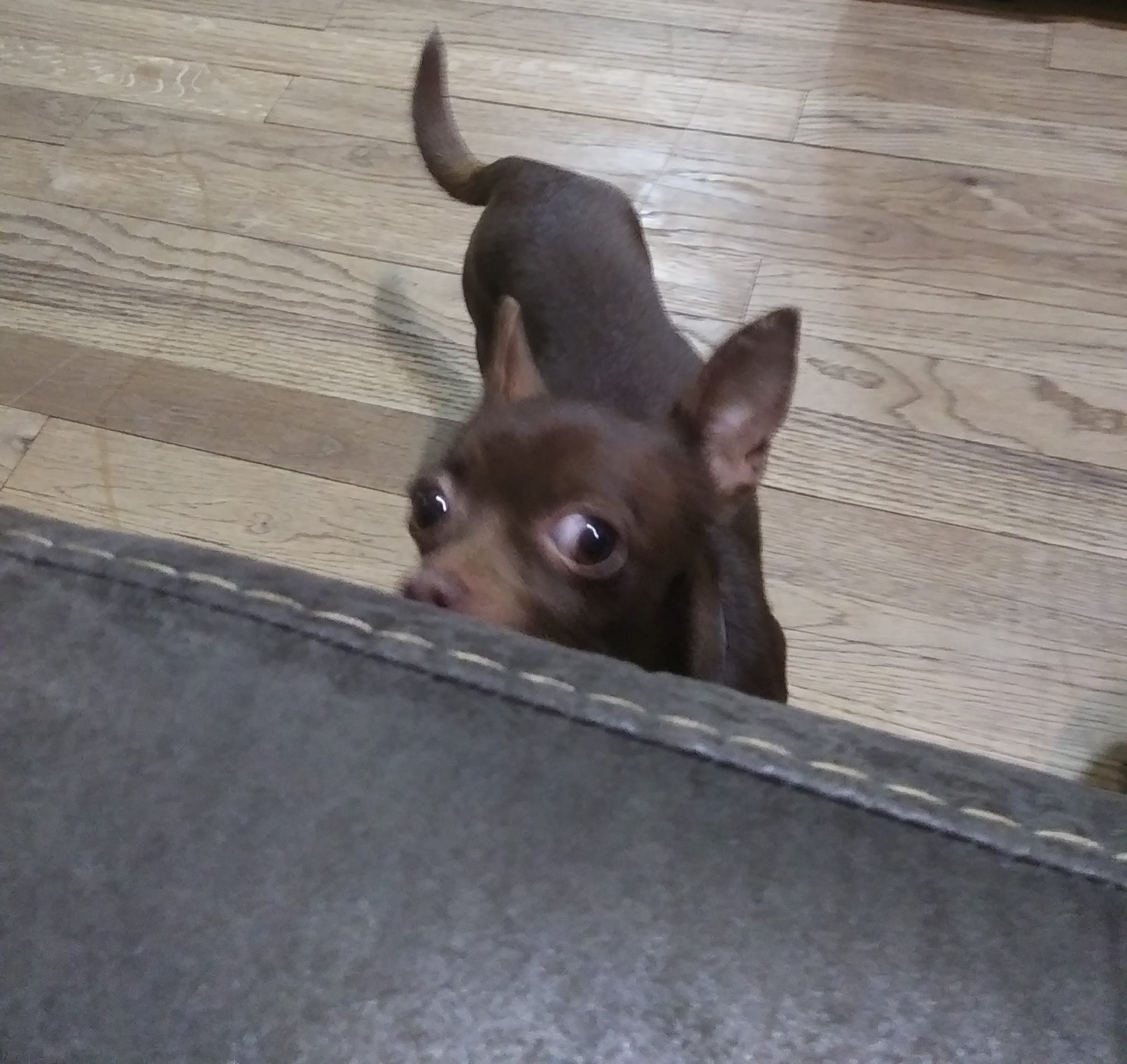 Hey Panda’s Post Your Favorite Photo Of Your Pet