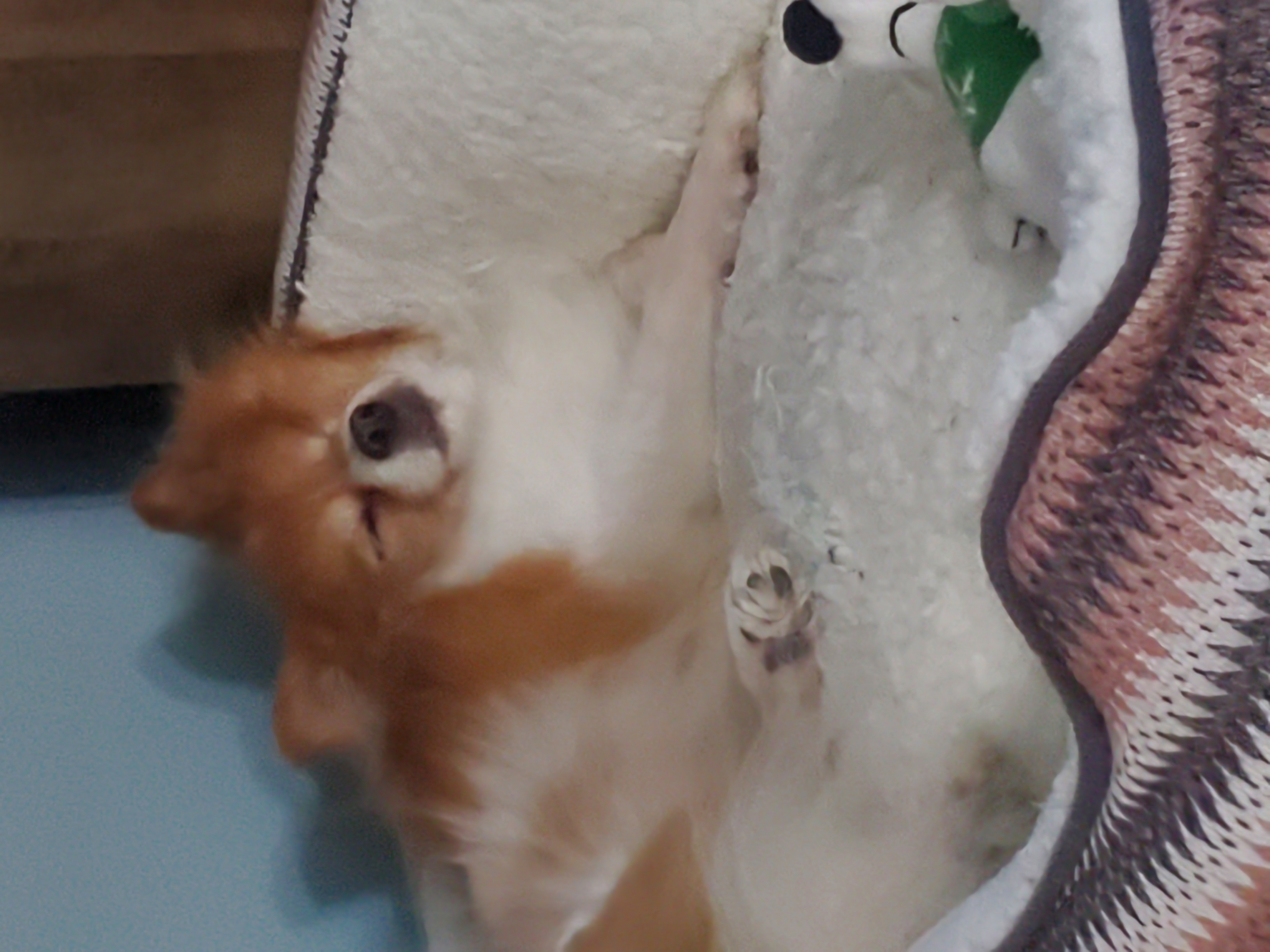 Hey Pandas Post A Picture Of Your Dog That Got Caught Doing Something And Felt Guilty Afterwards