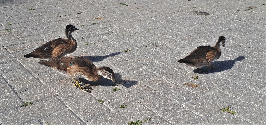 I Took Photos Of Assiniboine Park & English Gardens On A Hot, Muggy Day (25 Pics)