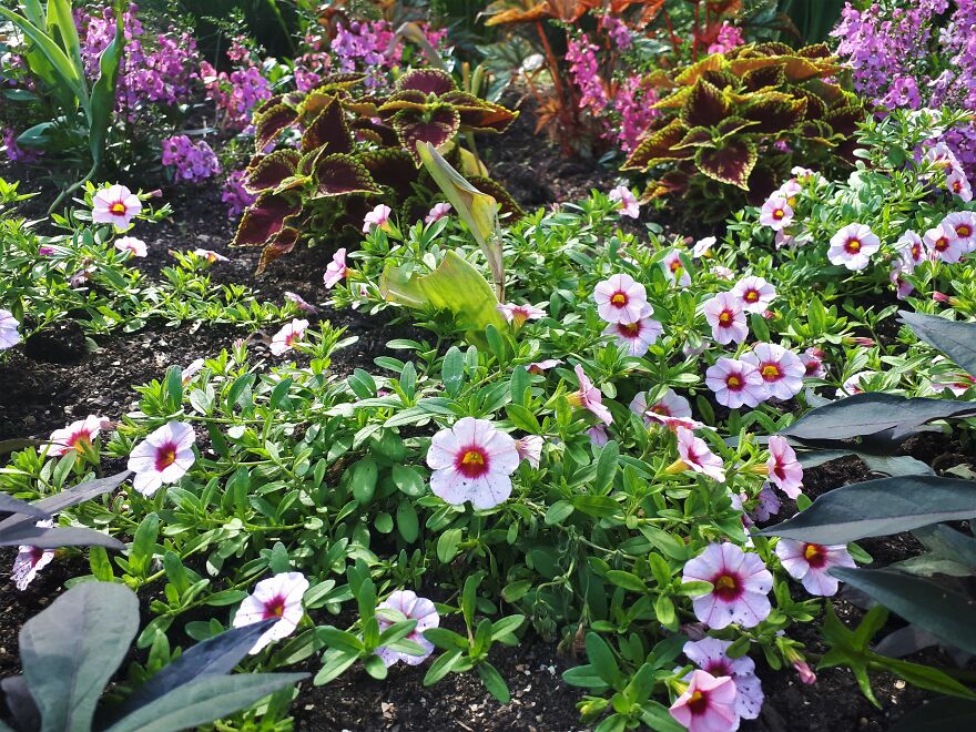 I Took Photos Of Assiniboine Park & English Gardens On A Hot, Muggy Day (25 Pics)