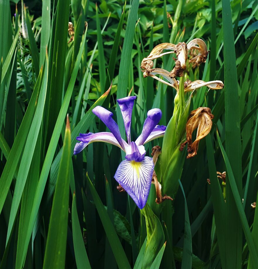 I Took Photos Of Assiniboine Park & English Gardens On A Hot, Muggy Day (25 Pics)