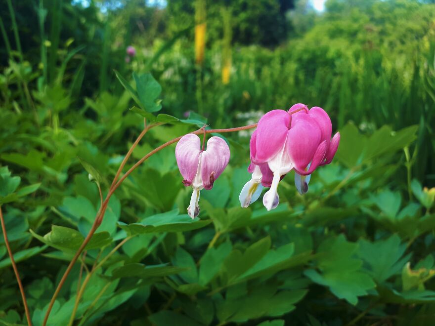 I Took Photos Of Assiniboine Park & English Gardens On A Hot, Muggy Day (25 Pics)