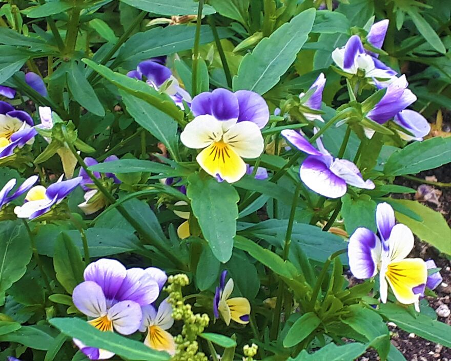 I Took Photos Of Assiniboine Park & English Gardens On A Hot, Muggy Day (25 Pics)