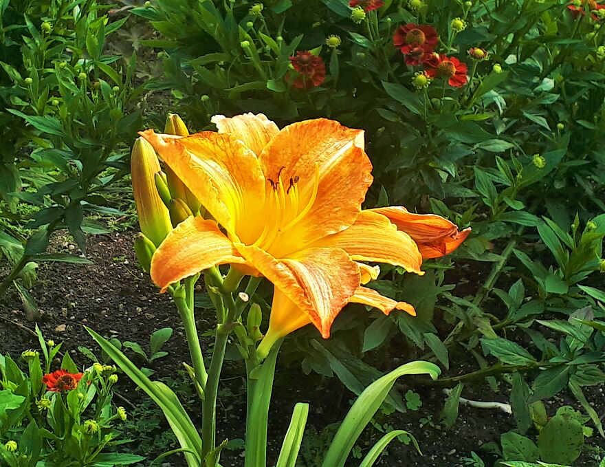 I Took Photos Of Assiniboine Park & English Gardens On A Hot, Muggy Day (25 Pics)