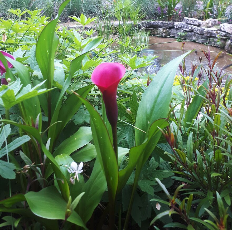 I Took Photos Of Assiniboine Park & English Gardens On A Hot, Muggy Day (25 Pics)