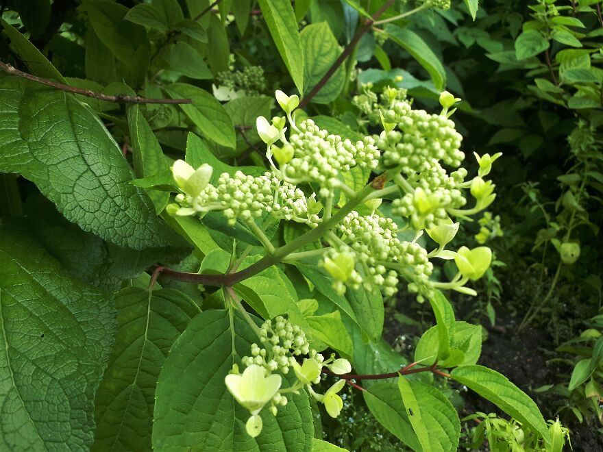 I Took Photos Of Assiniboine Park & English Gardens On A Hot, Muggy Day (25 Pics)