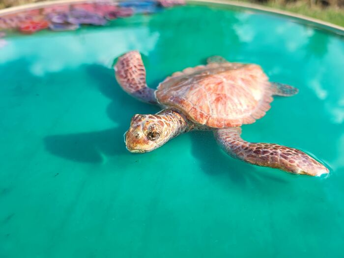 I Create Coffee Tables With Sculpted And Finely Painted Marine Creatures And Corals (13 Pics)