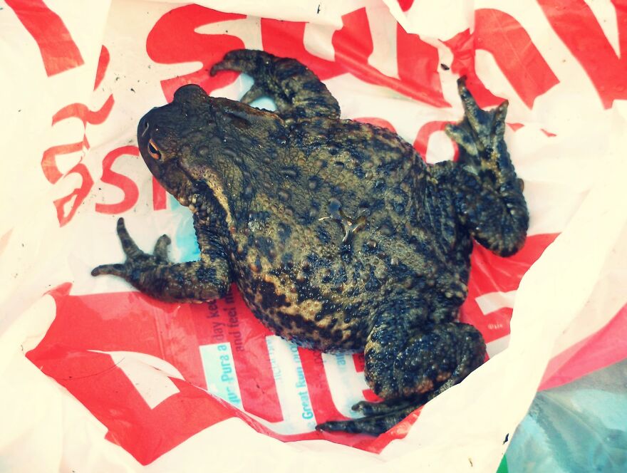 I Photograph Birds And Animals Around The UK, Here Are Some Of My Favourites!