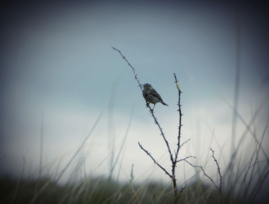 I Photograph Birds And Animals Around The UK, Here Are Some Of My Favourites!