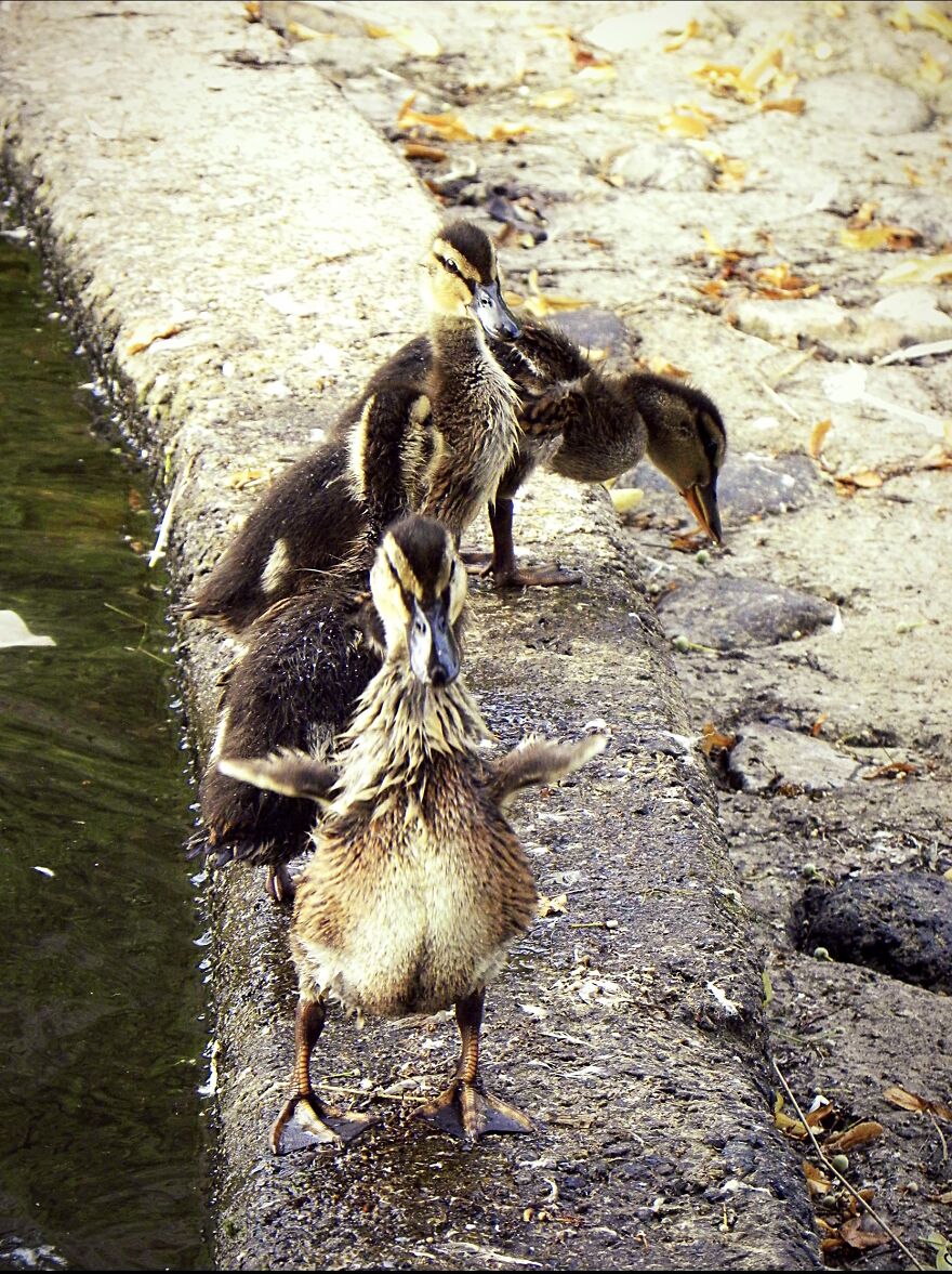 I Photograph Birds And Animals Around The UK, Here Are Some Of My Favourites!