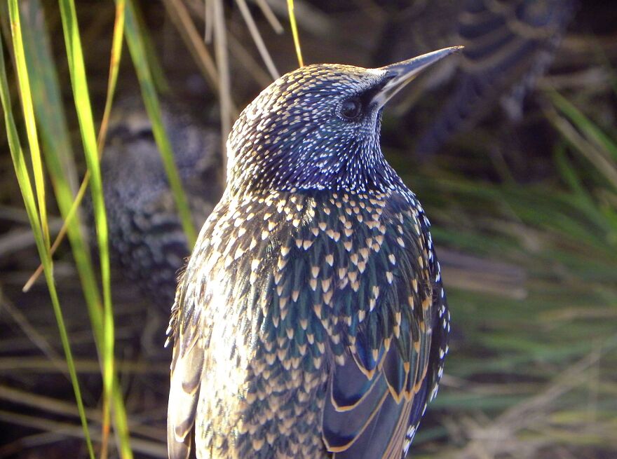 I Photograph Birds And Animals Around The UK, Here Are Some Of My Favourites!