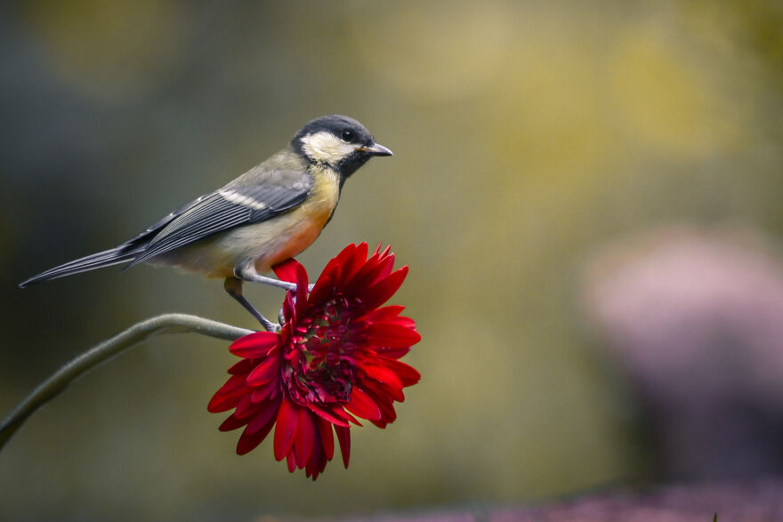 I Worked Together With A Talented Belgian Flower Artist And These Are My 15 Best Shots