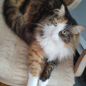 princessemme106 avatar