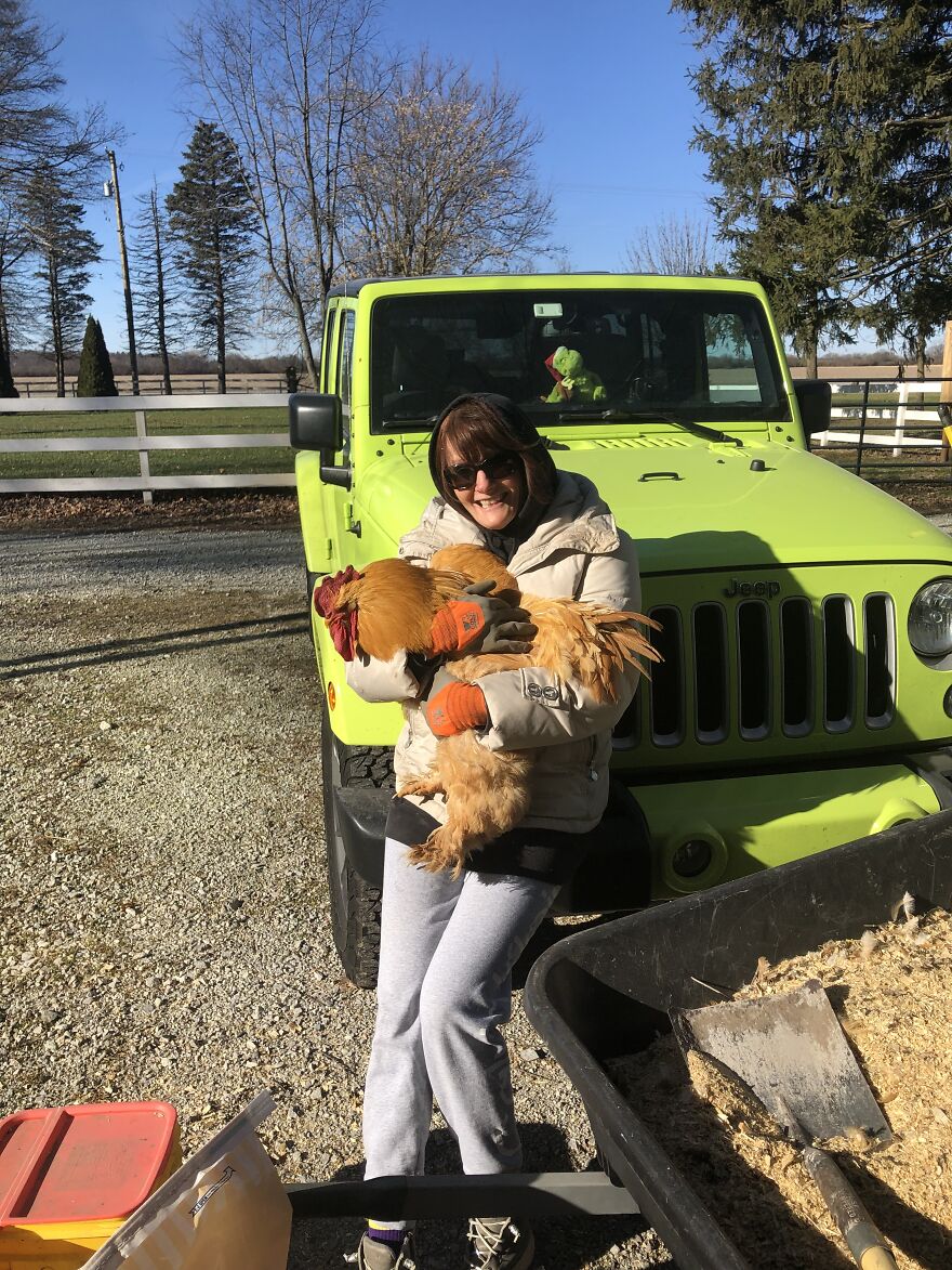 Our Rooster Named Fuzzy Britches With My Wife For Scale.