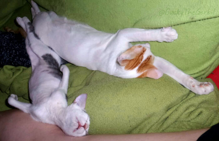 After The Flight From Dubai To Their New Furever Home And Having Some Food, Fell Asleep On The Couch