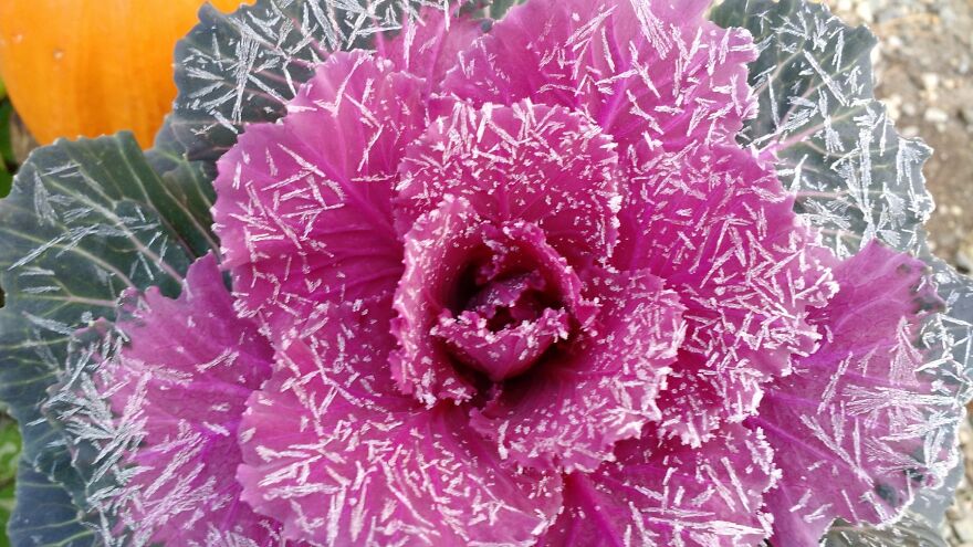Frosty Kale