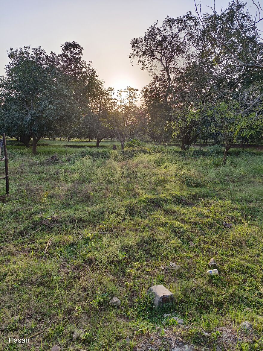 Winter Morning In A Mango Orchard...south India