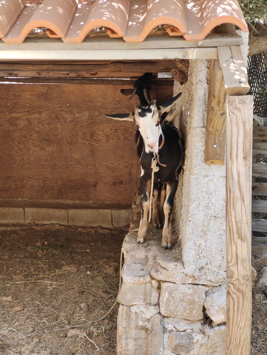 Goats Can Be Such Cute Weirdos Sometimes
