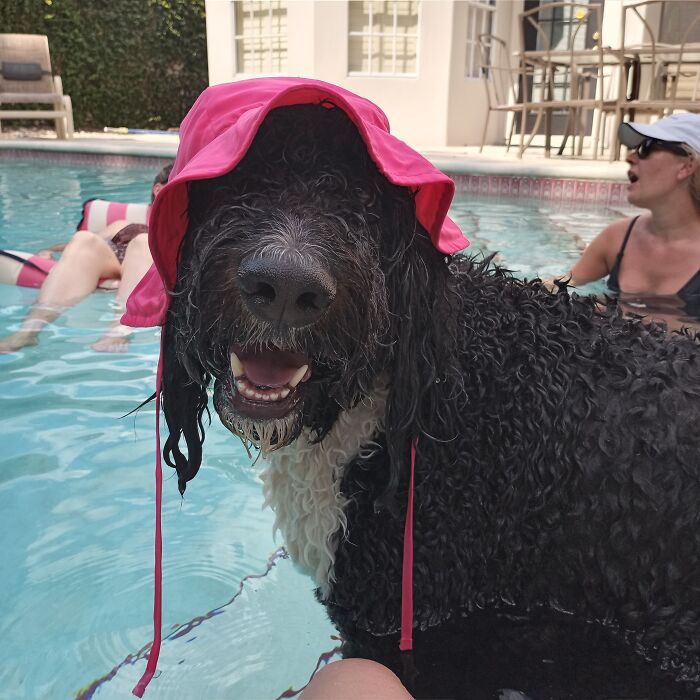 This Is Murphy He Likes To Swim