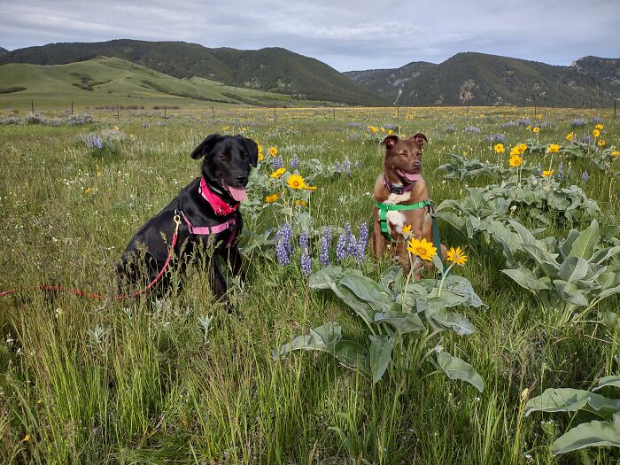 Traveling, Camping And Hiking With My Girls Including A Good Game Of Tug Frisbee. Trifecta