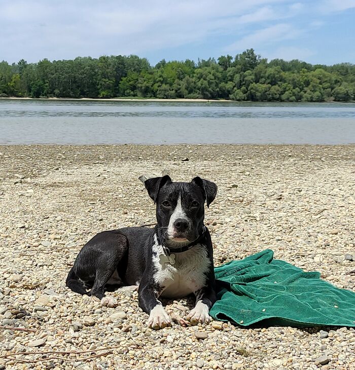 Beaching With My Dog On The Danube
