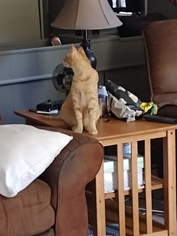 Totally Didn't Try To Eat My Popcorn