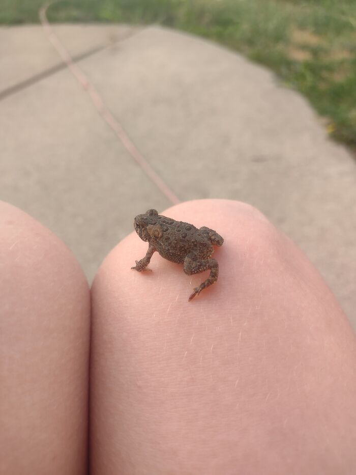 I Found Him In My Garden And So I Named Him Kermit And He's Always There When I Take My Dogs Out So