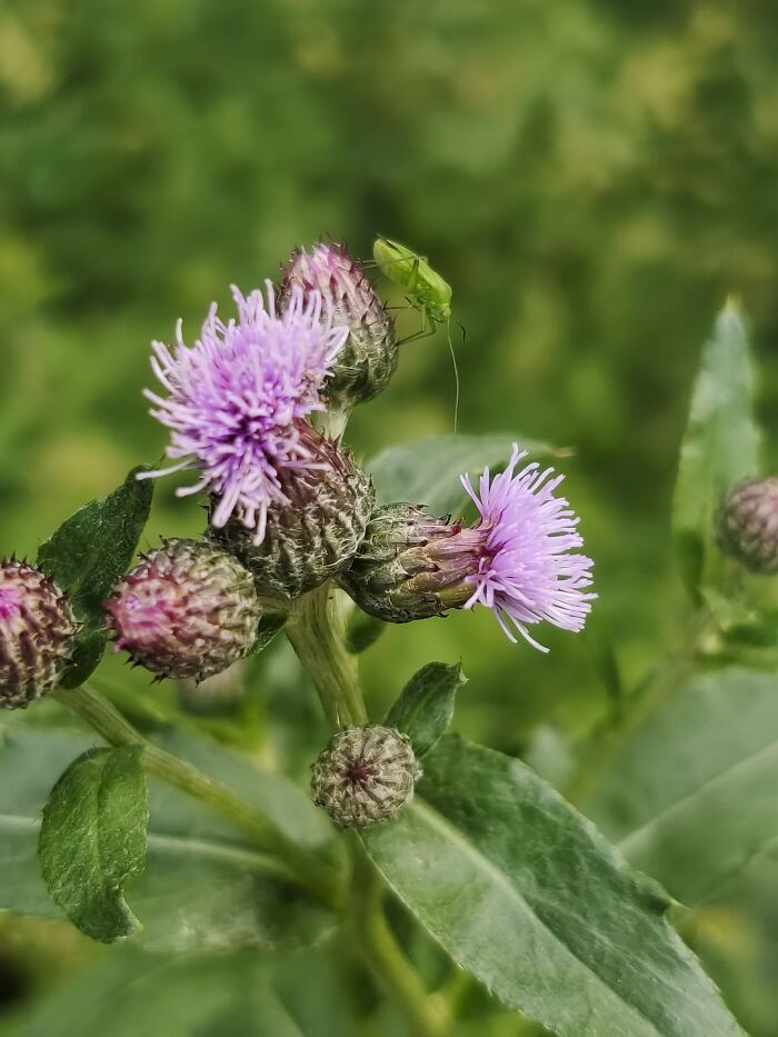 Burdock Near Parking Spaces Came With A Bonus Insect