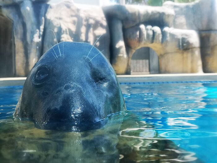 Just A Seal.