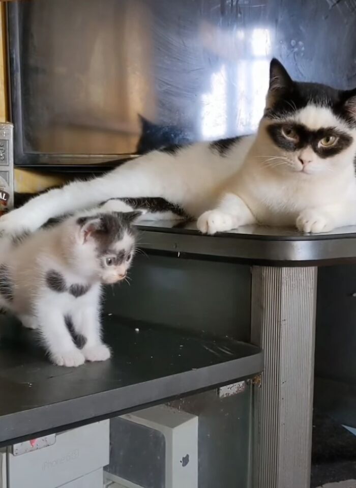 This Cat Became Popular On The Internet For Looking Like Zorro, Gets A Kitten Named Bandit That Looks Exactly Like Him This Cat Became Popular On The Internet For Looking Like Zorro, Gets A Kitten Named Bandit That Looks Exactly Like Him