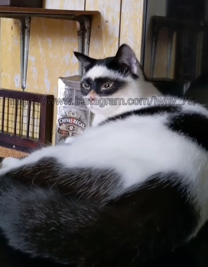 This Cat Became Popular On The Internet For Looking Like Zorro, Gets A Kitten Named Bandit That Looks Exactly Like Him This Cat Became Popular On The Internet For Looking Like Zorro, Gets A Kitten Named Bandit That Looks Exactly Like Him