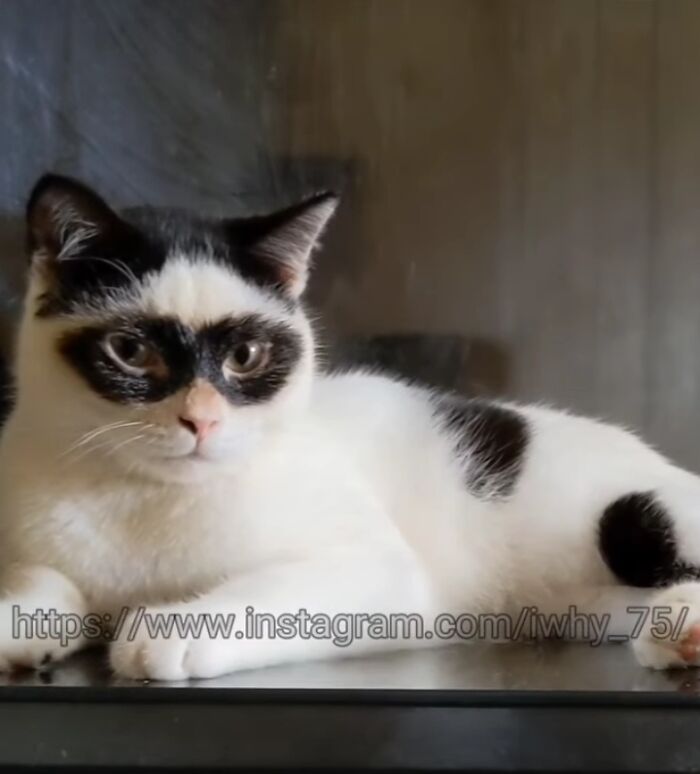 This Cat Became Popular On The Internet For Looking Like Zorro, Gets A Kitten Named Bandit That Looks Exactly Like Him This Cat Became Popular On The Internet For Looking Like Zorro, Gets A Kitten Named Bandit That Looks Exactly Like Him