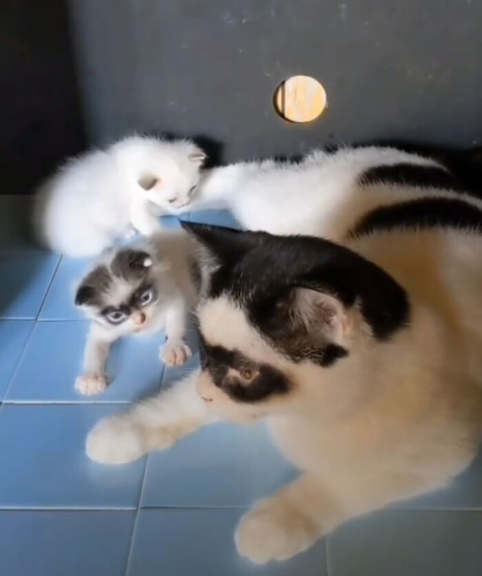 This Cat Became Popular On The Internet For Looking Like Zorro, Gets A Kitten Named Bandit That Looks Exactly Like Him This Cat Became Popular On The Internet For Looking Like Zorro, Gets A Kitten Named Bandit That Looks Exactly Like Him