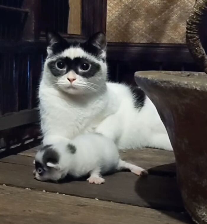This Cat Became Popular On The Internet For Looking Like Zorro, Gets A Kitten Named Bandit That Looks Exactly Like Him This Cat Became Popular On The Internet For Looking Like Zorro, Gets A Kitten Named Bandit That Looks Exactly Like Him