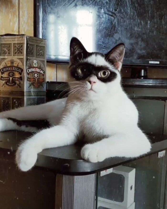 This Cat Became Popular On The Internet For Looking Like Zorro, Gets A Kitten Named Bandit That Looks Exactly Like Him This Cat Became Popular On The Internet For Looking Like Zorro, Gets A Kitten Named Bandit That Looks Exactly Like Him