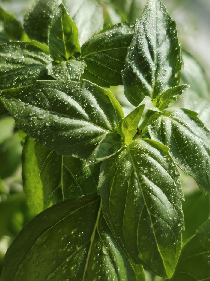 Gardening And Cooking 😋