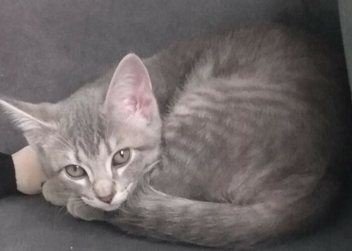 I'm Making A Cat From A Kitten. It'll Take A While, But Totally Worth It