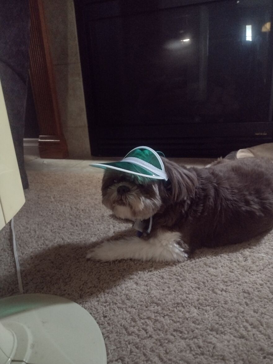 I Got A Visor For My Pretzel And She Looks Like Just Wearing It Is Torture