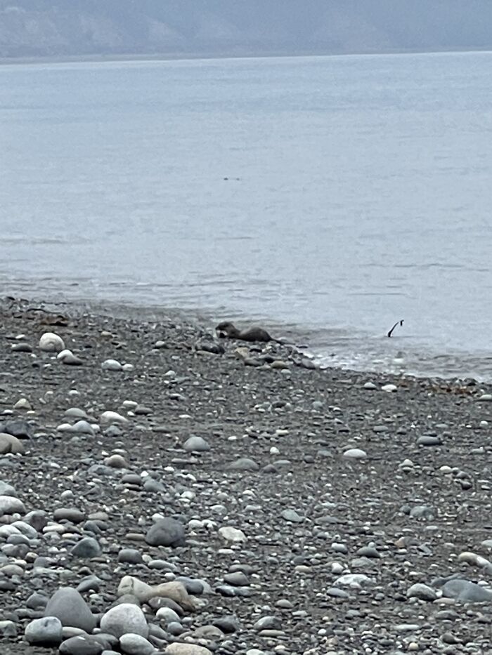Otter Eating Lunch, Olympic Peninsula, Washington State