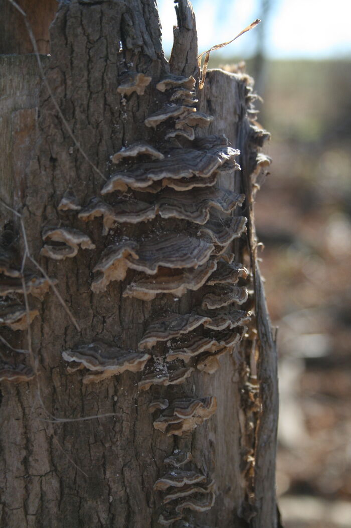 Mushrooms On Tree